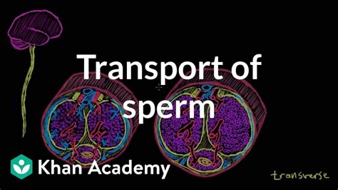 video ejaculation|Transport of sperm via erection and ejaculation (video) .